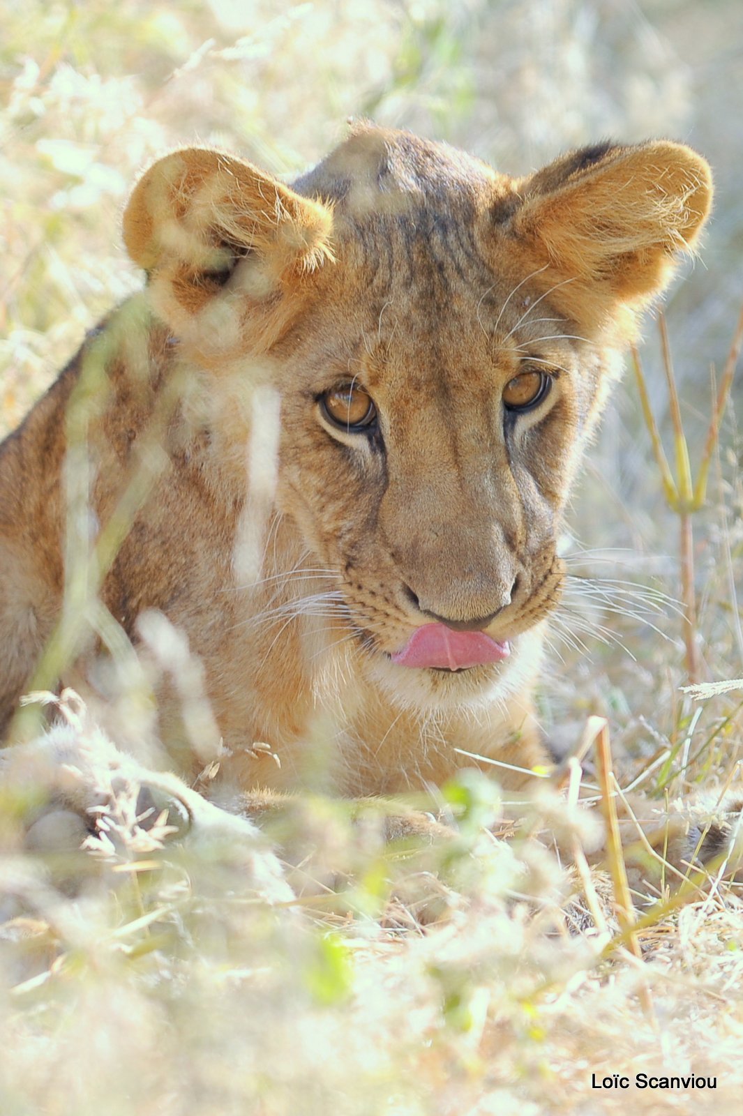Lion (25)