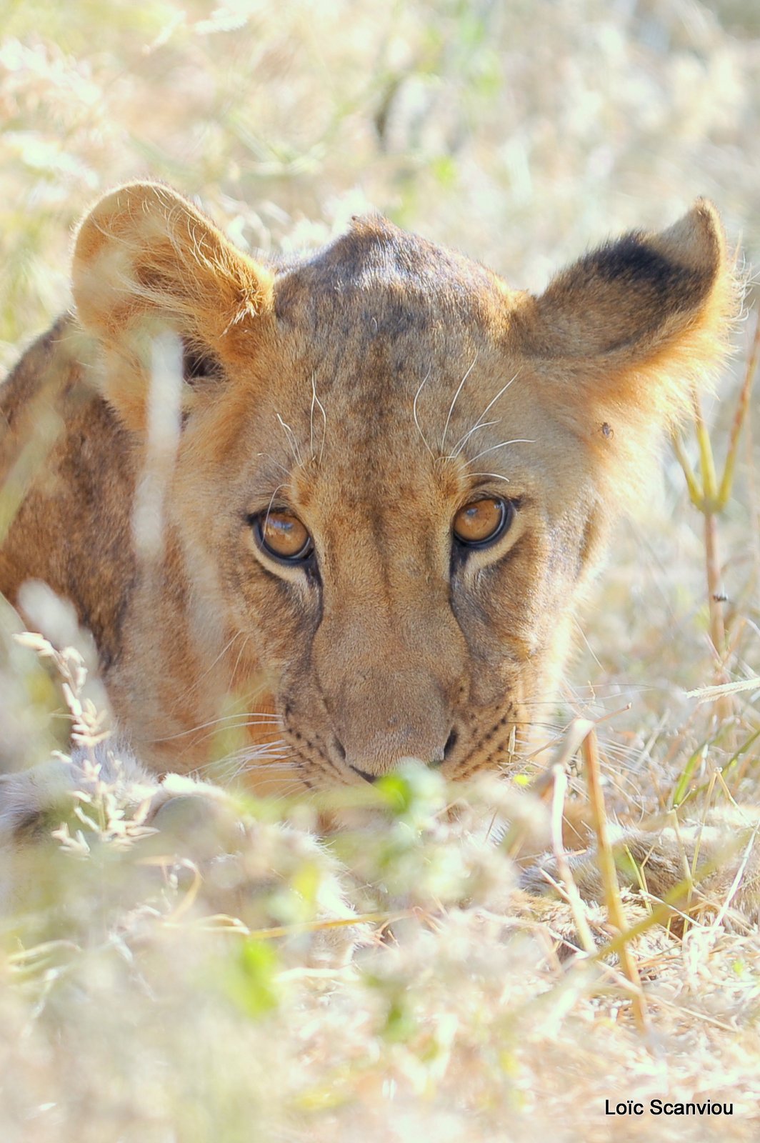 Lion (27)