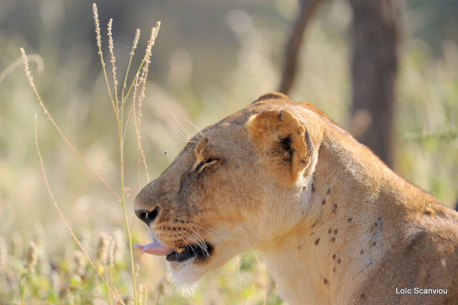 Lion (28)