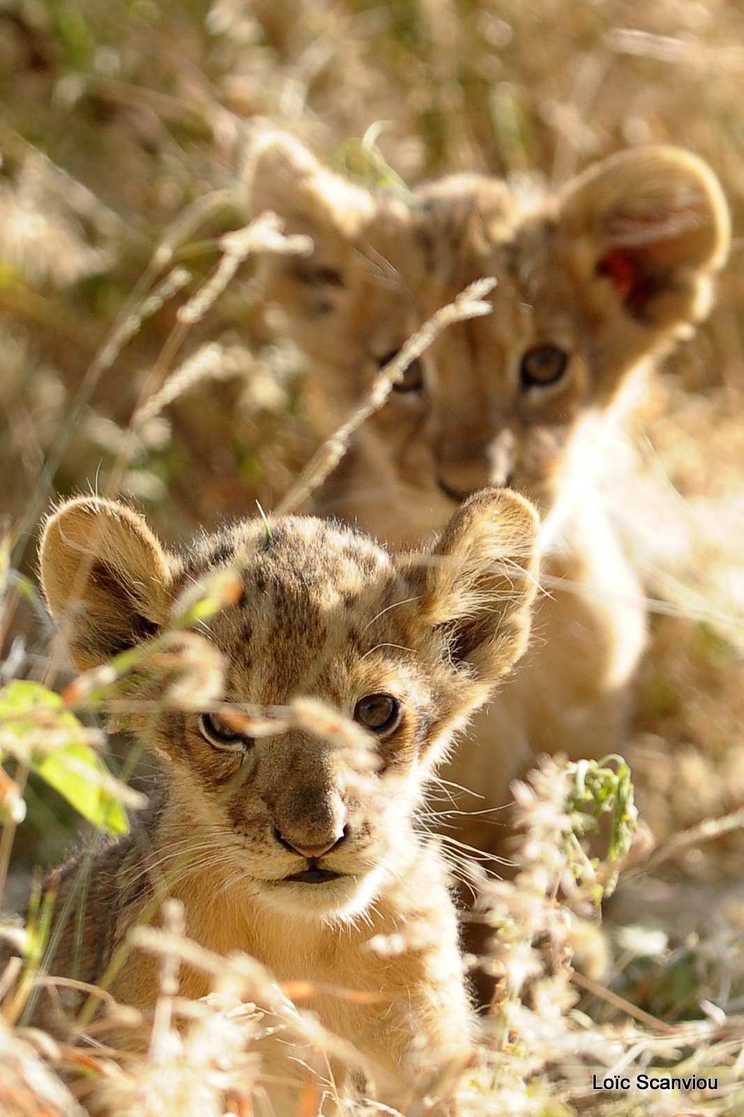Lion (29)