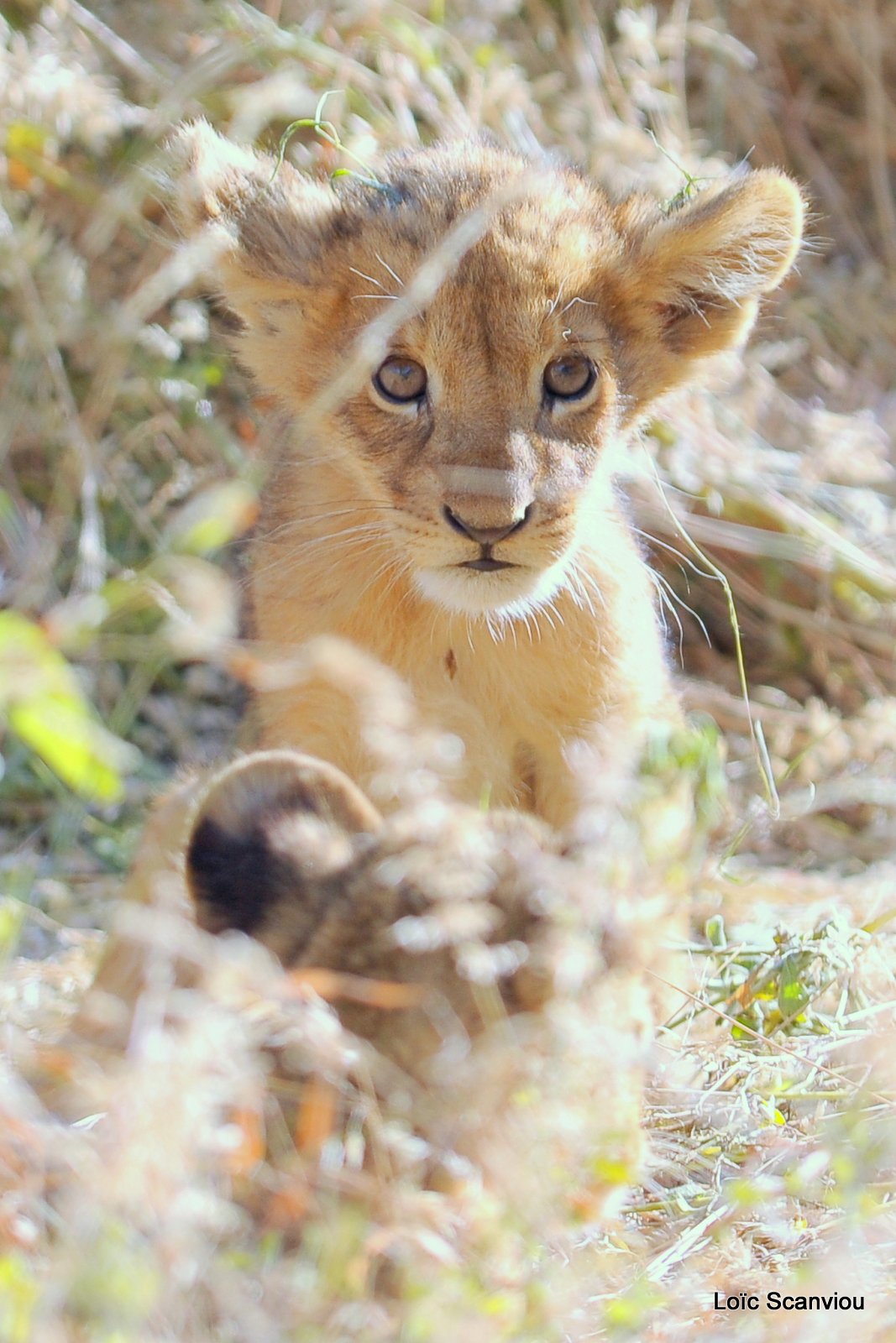 Lion (30)