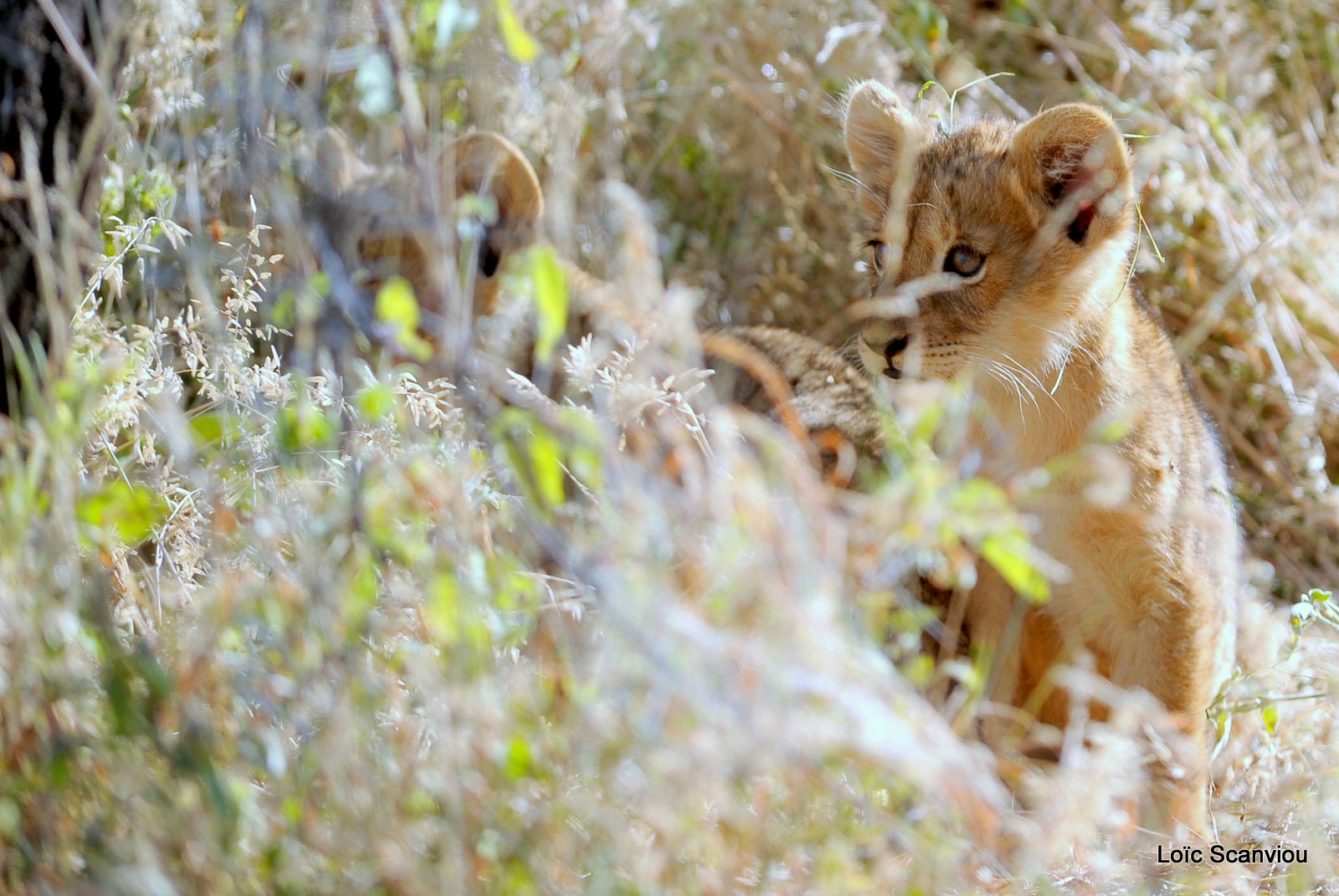 Lion (31)