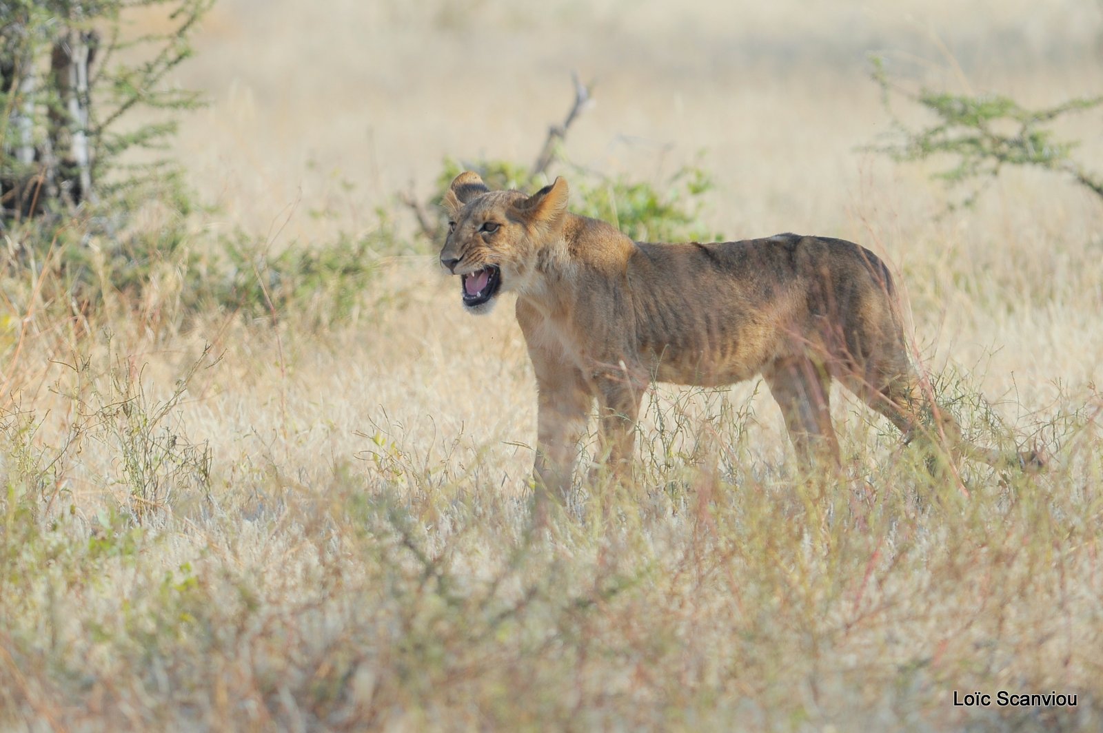 Lion (32)