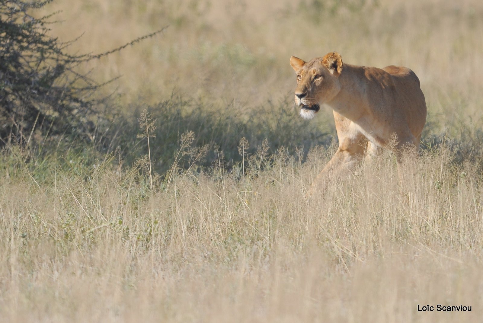 Lion (33)