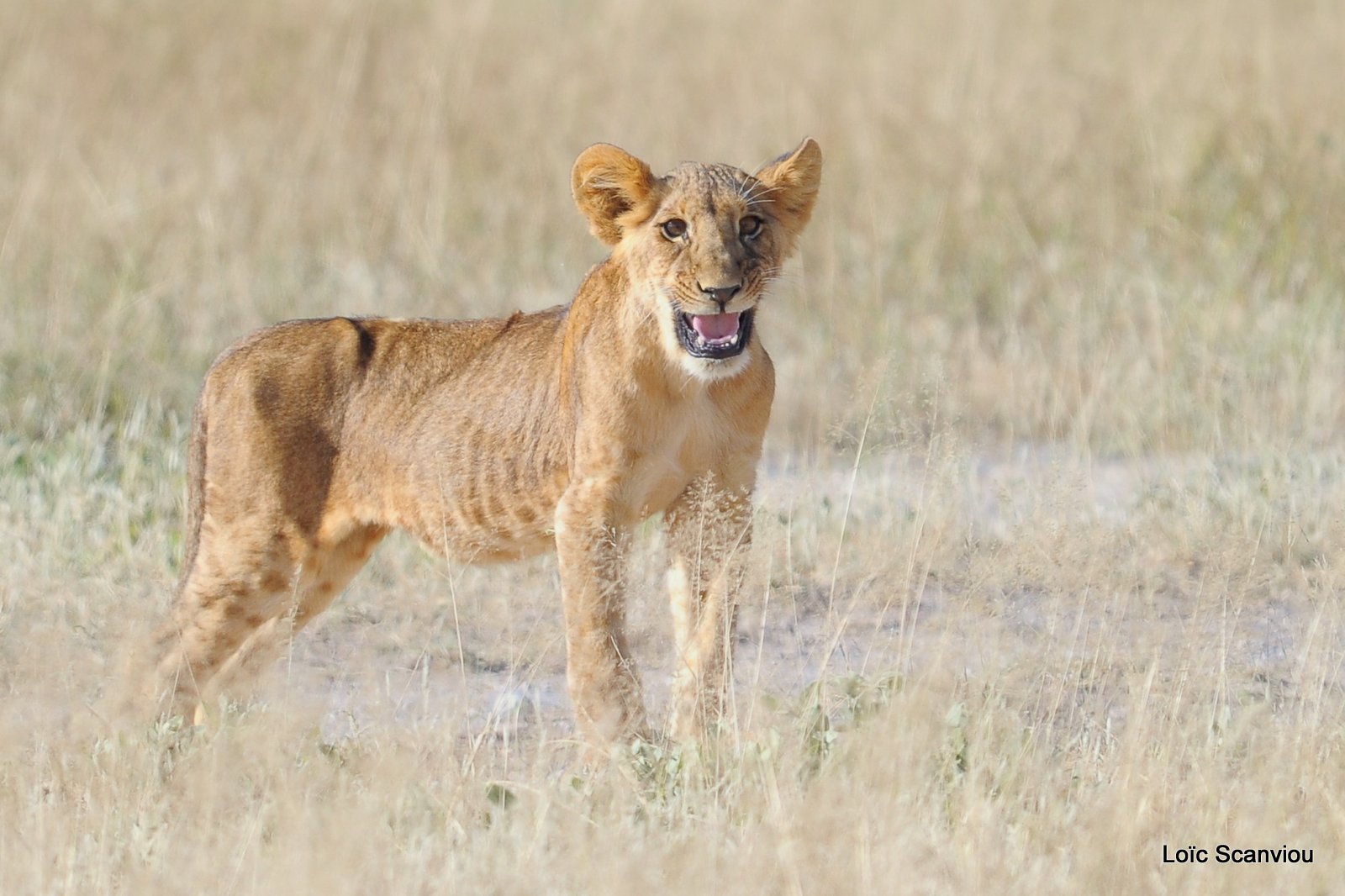 Lion (34)