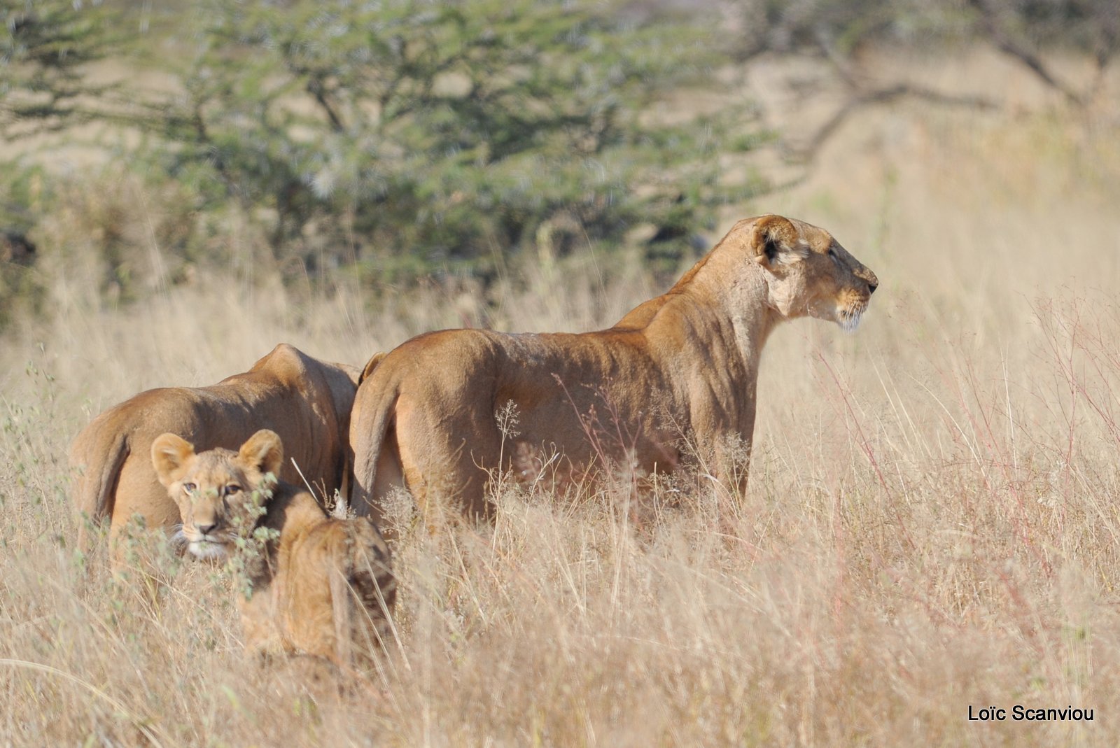 Lion (35)