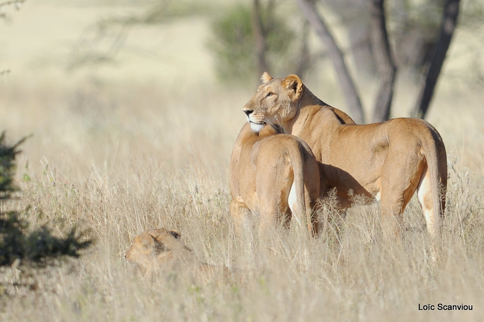 Lion (36)