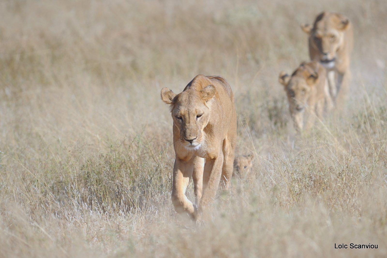 Lion (37)