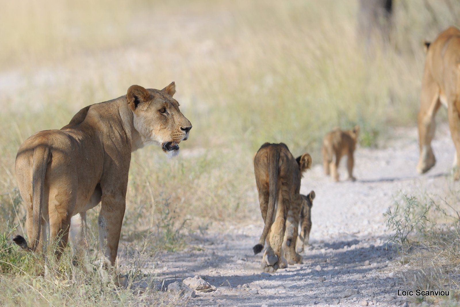 Lion (38)