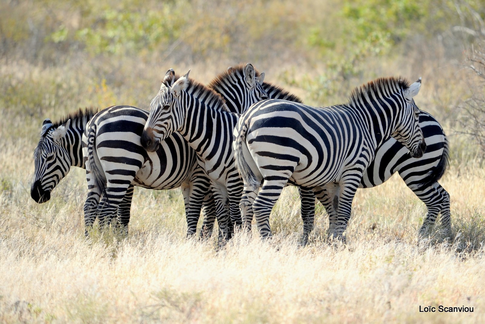 Zèbre/Zebra (5)