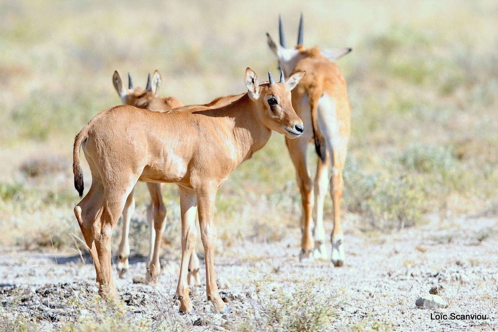 Oryx beïsa/Beisa Oryx (6)