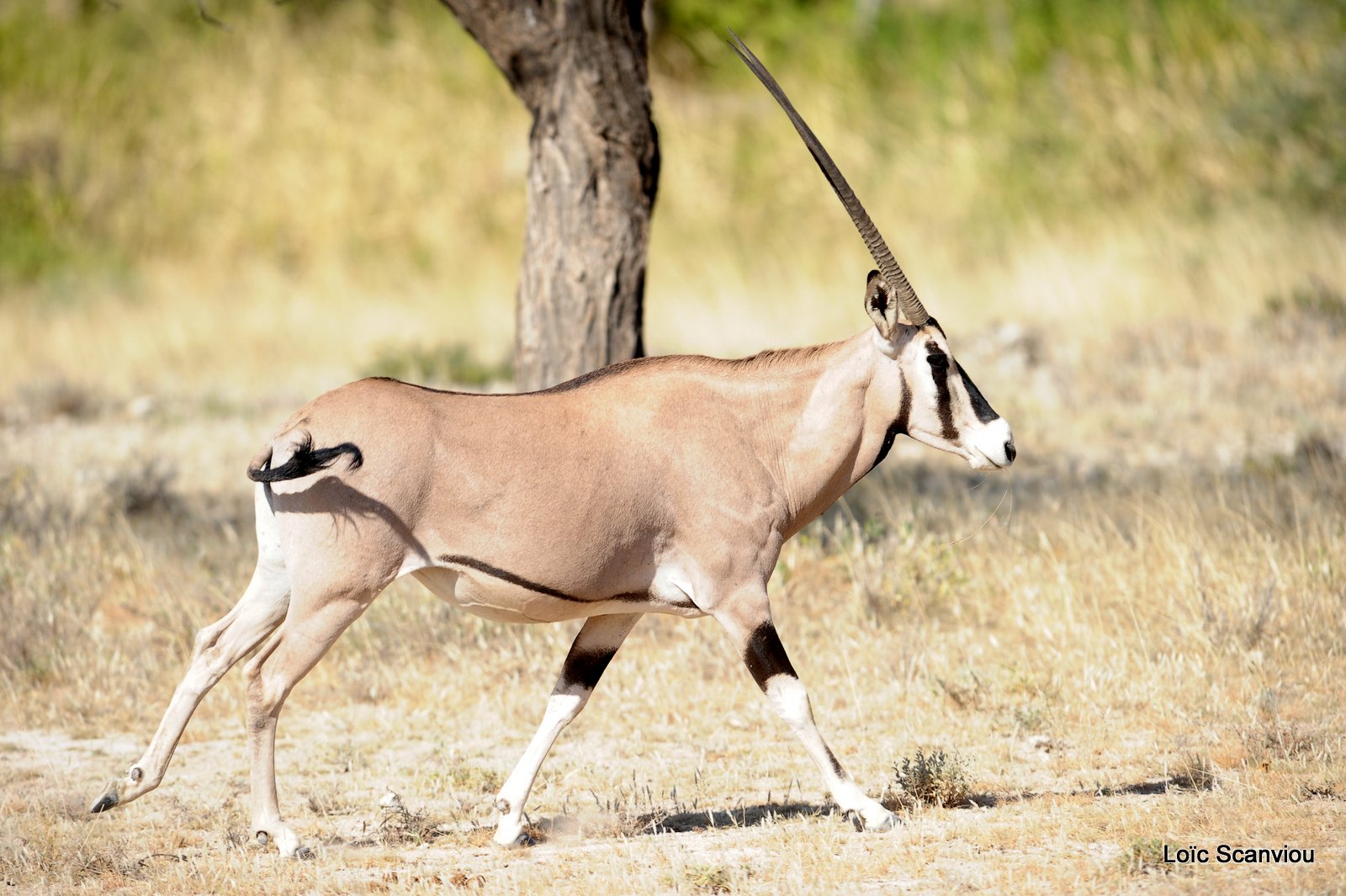 Oryx beïsa/Beisa Oryx (7)