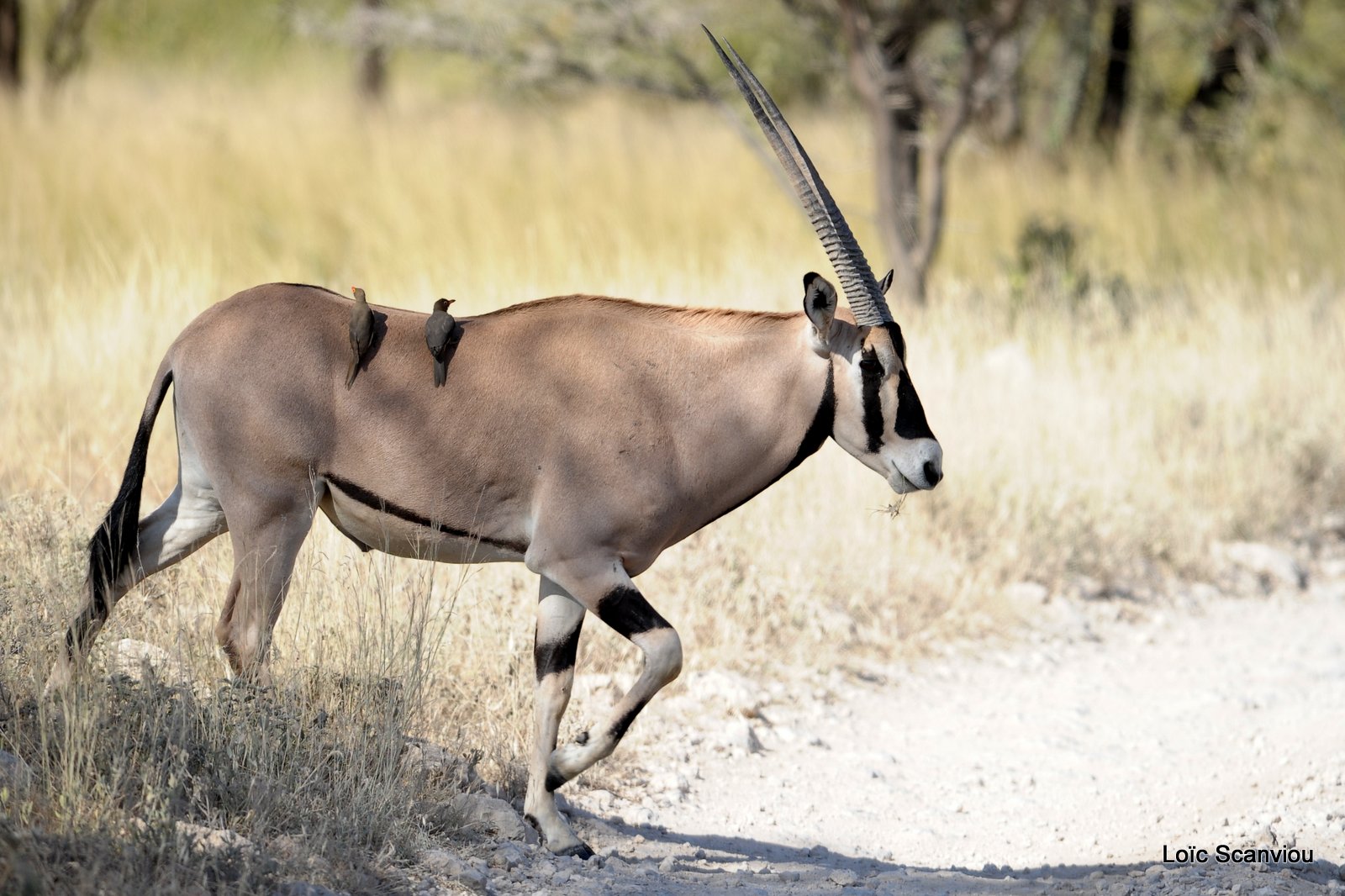 Oryx beïsa/Beisa Oryx (8)