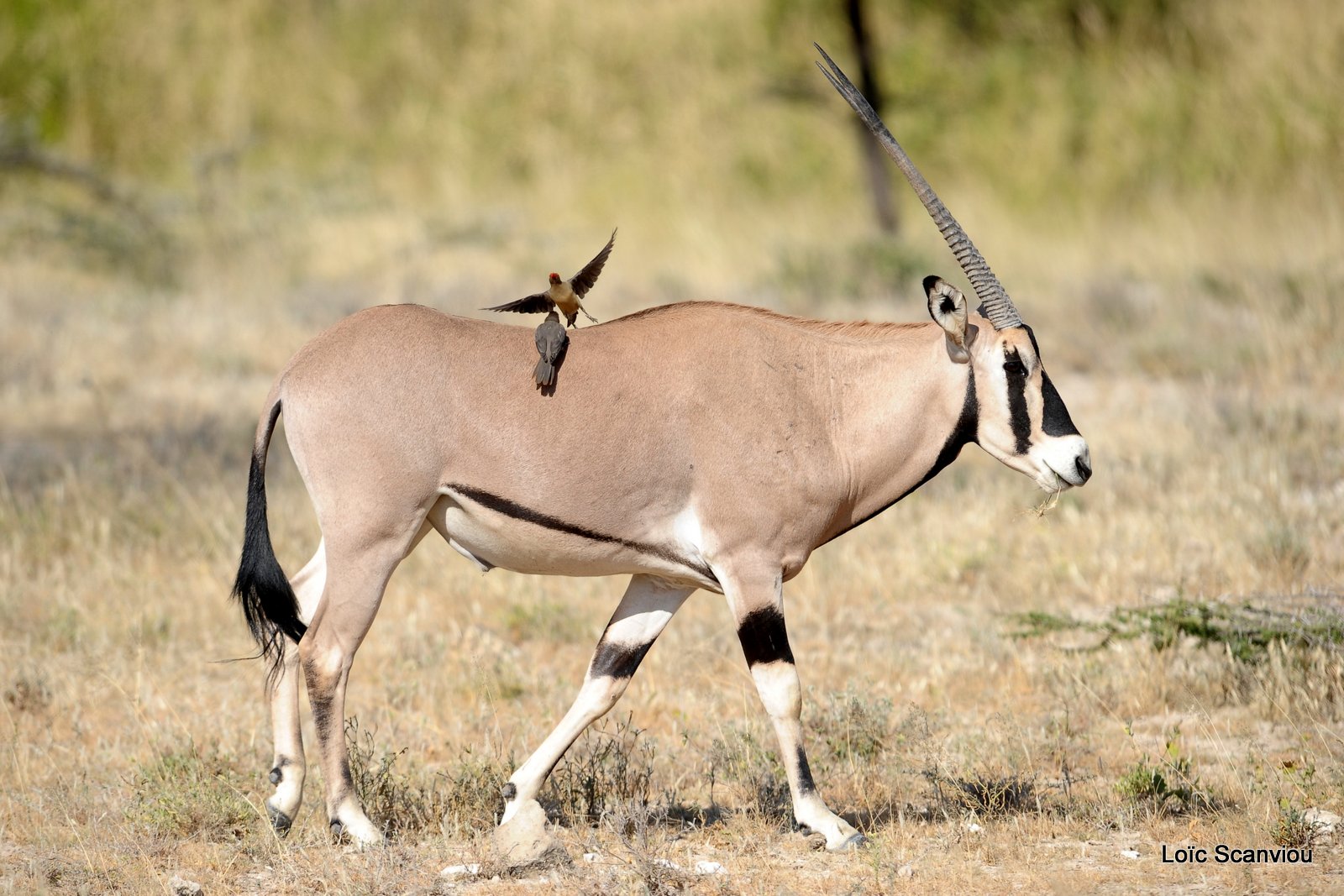 Oryx beïsa/Beisa Oryx (9)
