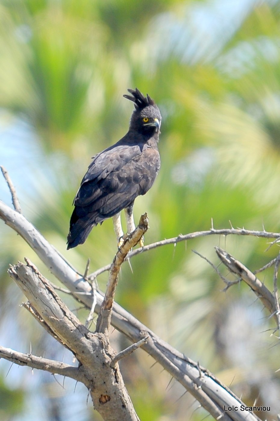 Aigle huppard/Long-crested Eagle (1)