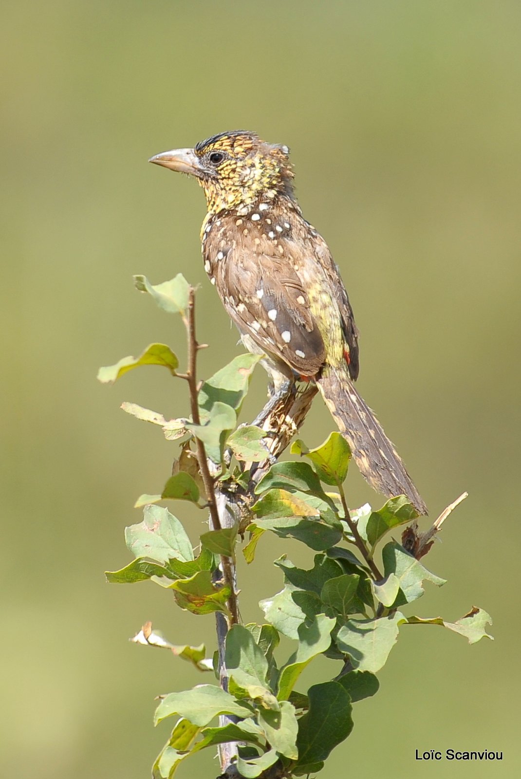 Barbican d'Arnaud/D'Arnaud's Barbet (1)