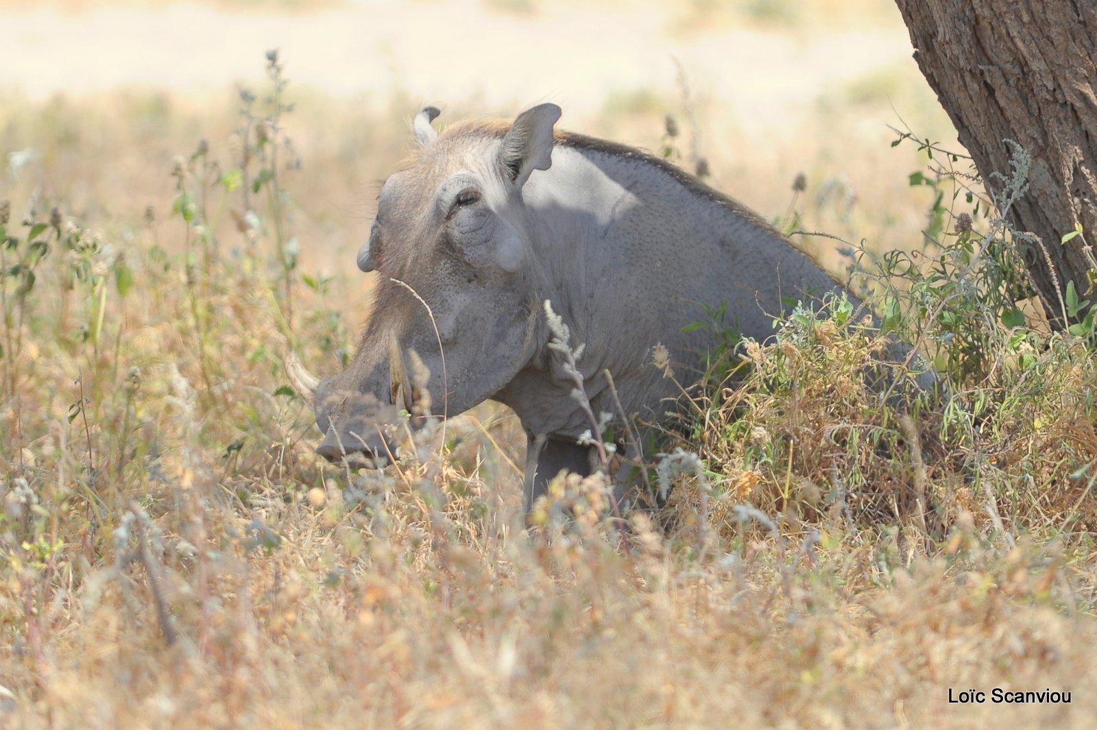Phacochère/Warthog (1)