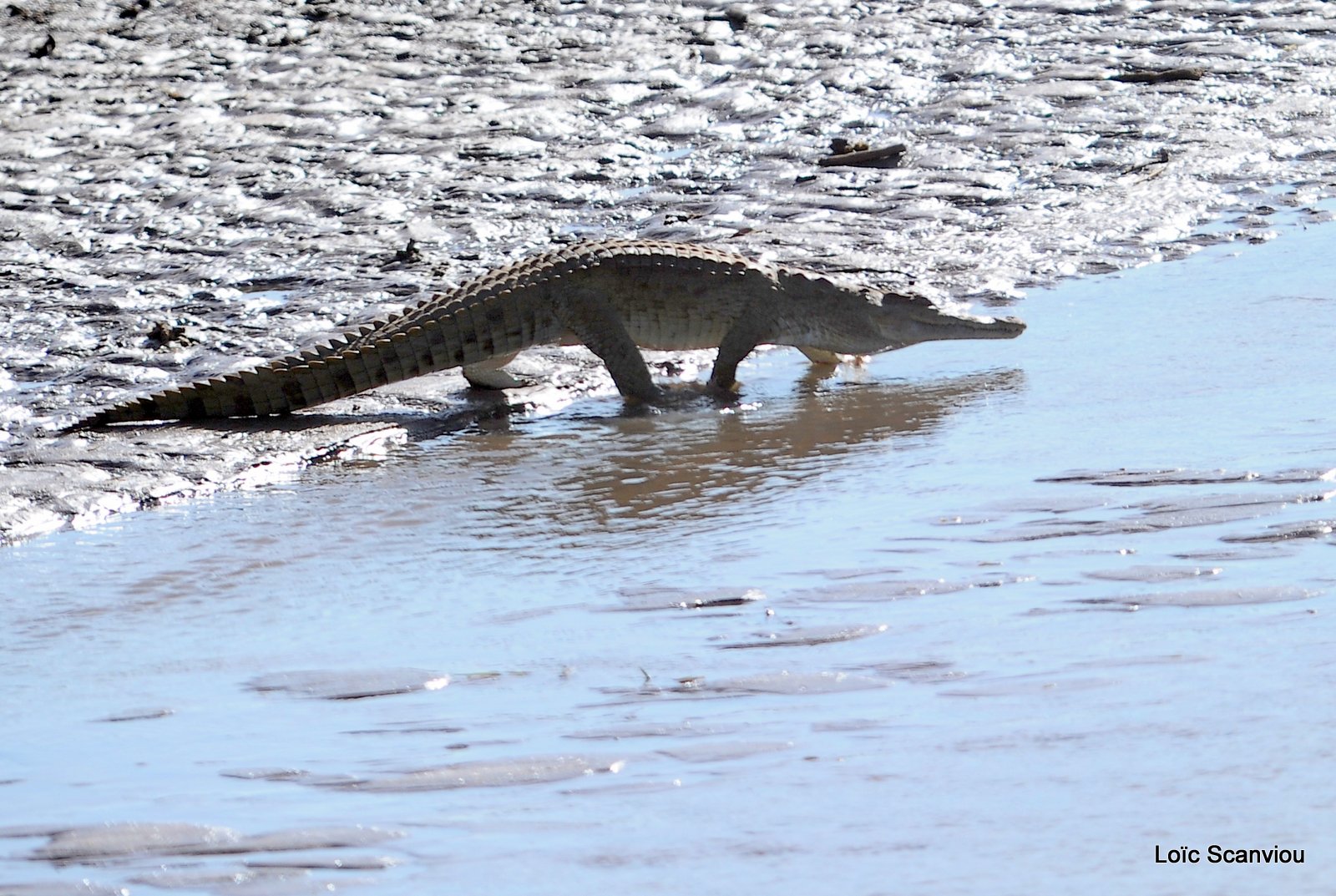 Crocodile (5)