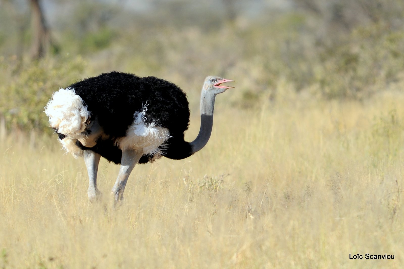 Autruche de Somalie/Somali Ostrich (1)