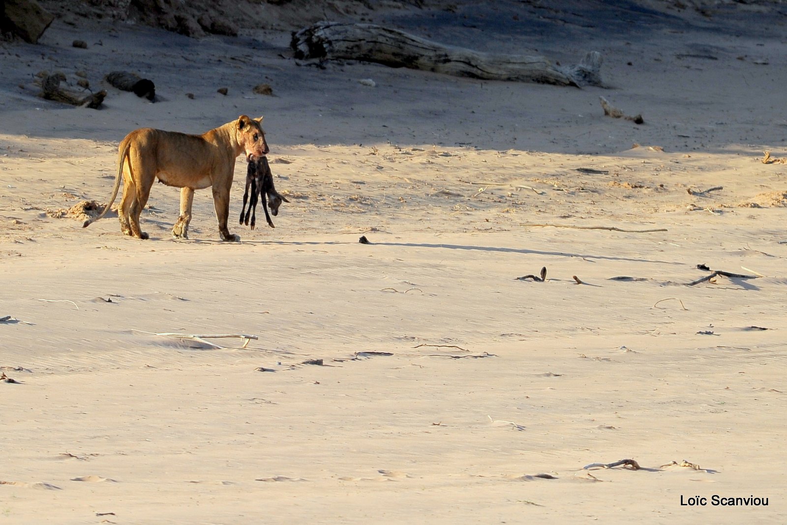 Lion (39)