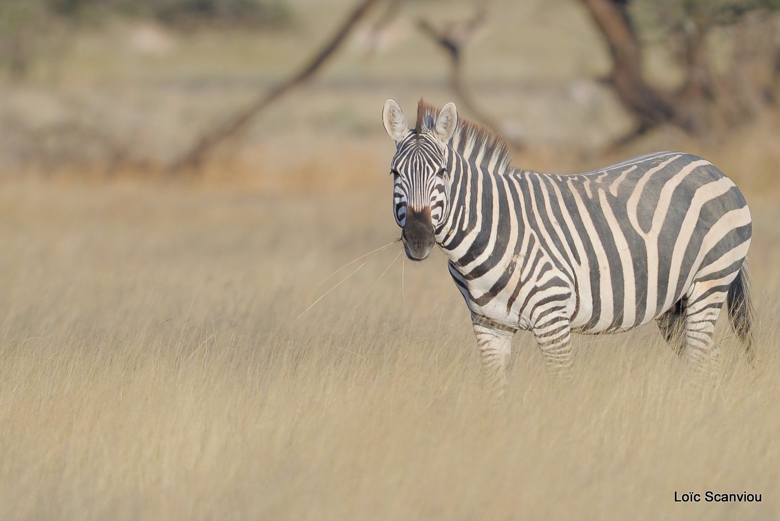 Zèbre/Zebra (6)