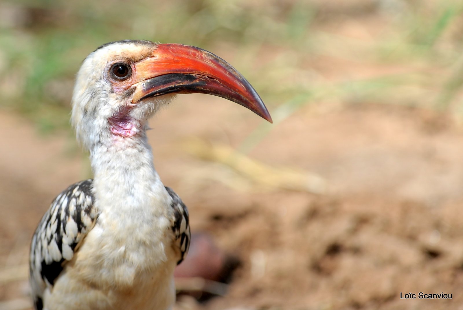 Calao à bec rouge/Red-billed Hornbill (1)