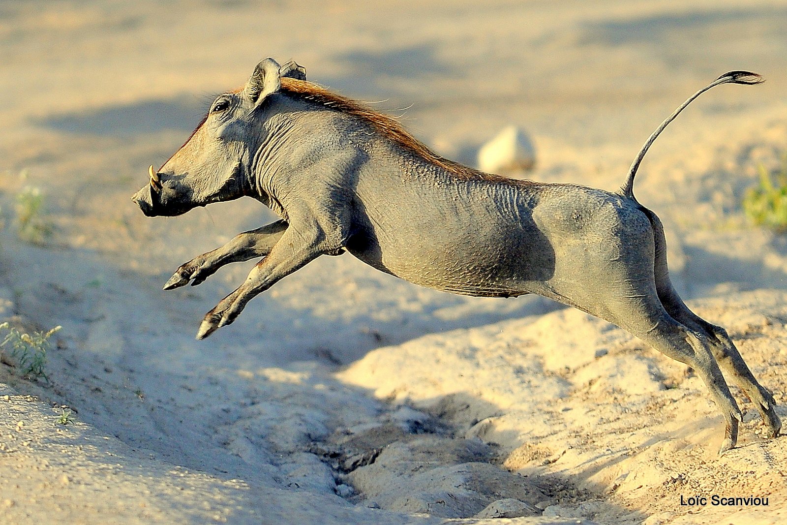 Phacochère/Warthog (6)