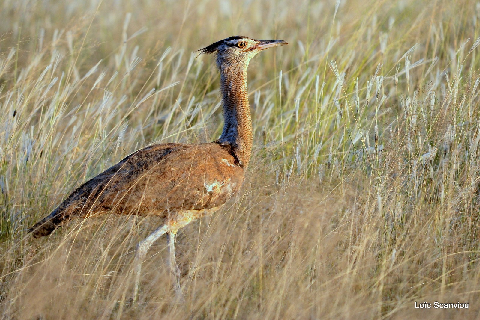 Outarde Kori/Kori Bustard (2)