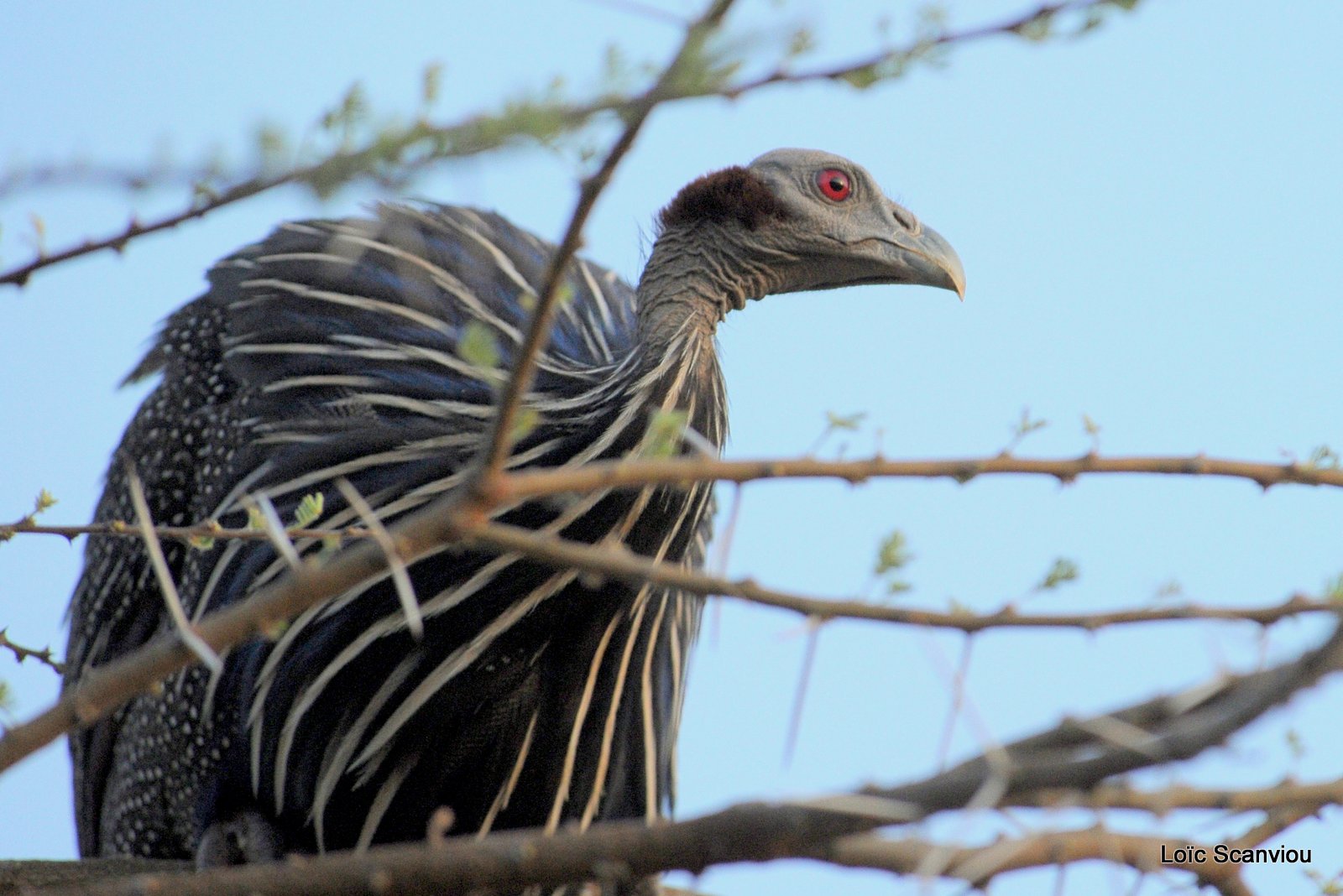 Pintade vulturine/Vulturine Guineafowl (1)