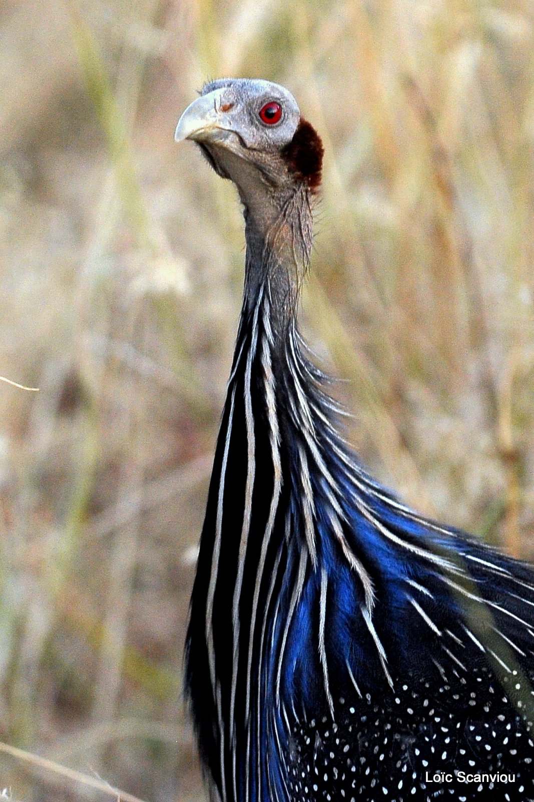 Pintade vulturine/Vulturine Guineafowl (2)