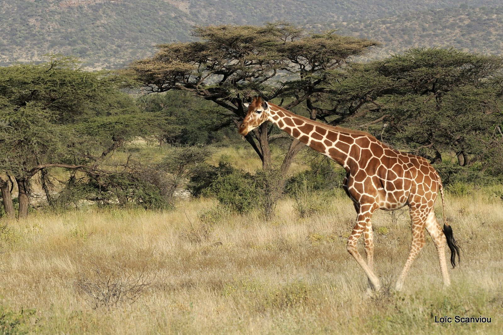 Girafe réticulée/Reticulated Giraffe (8)