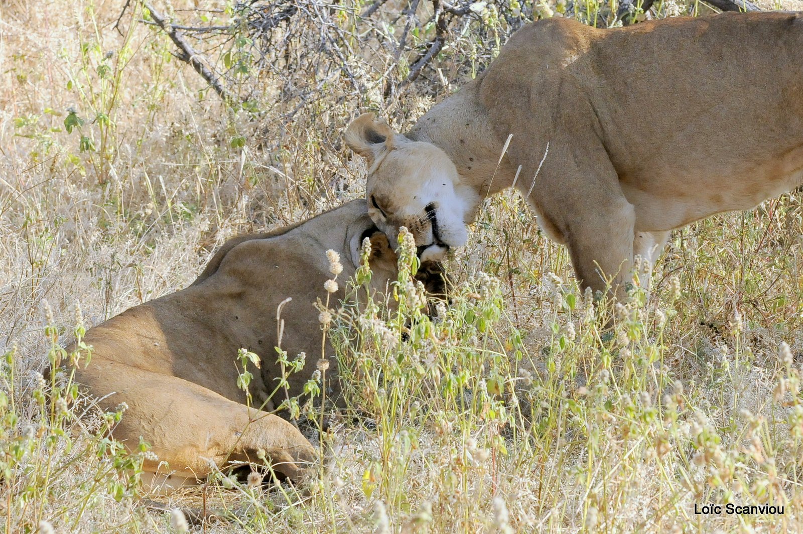 Lion (46)