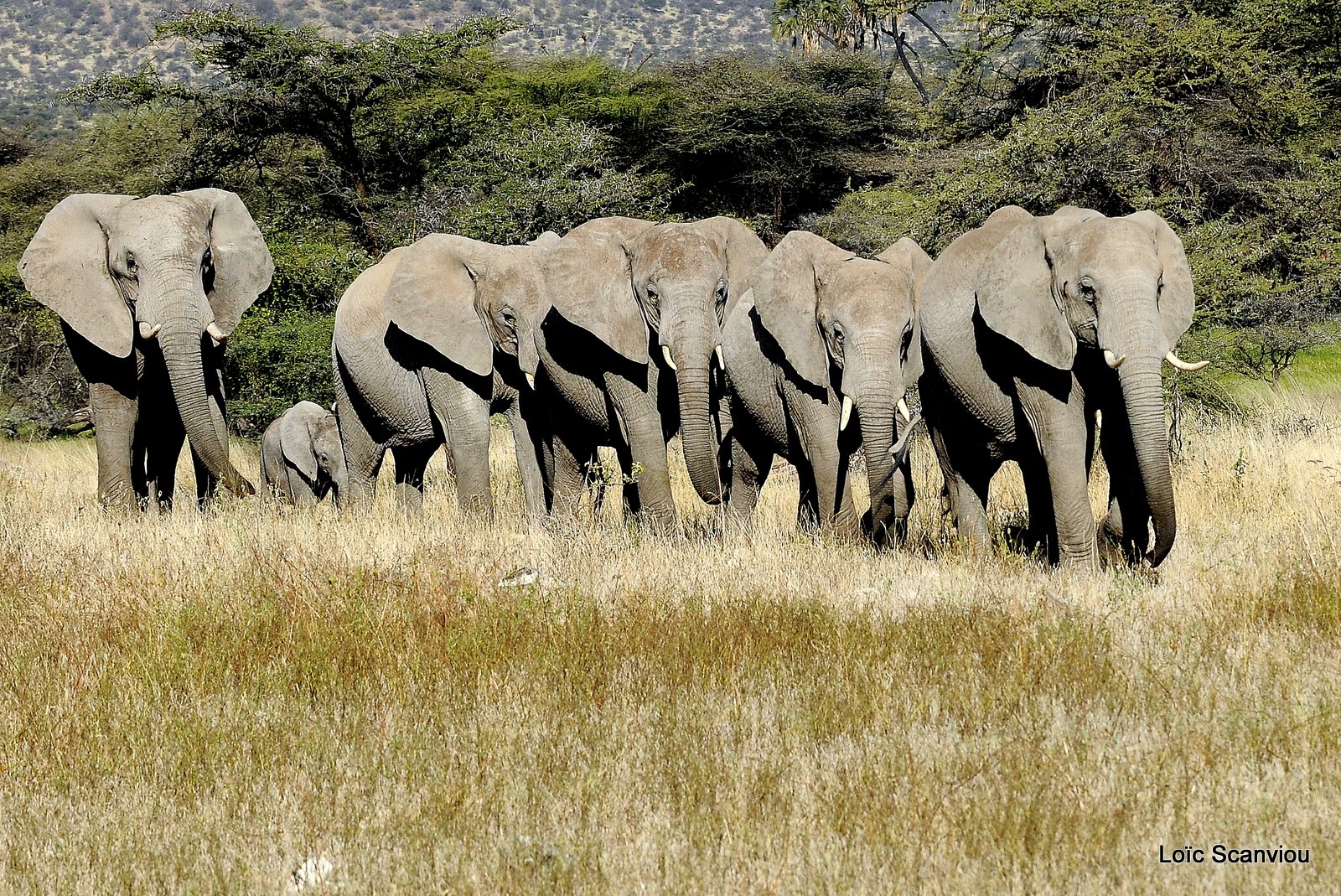 Eléphant (21)