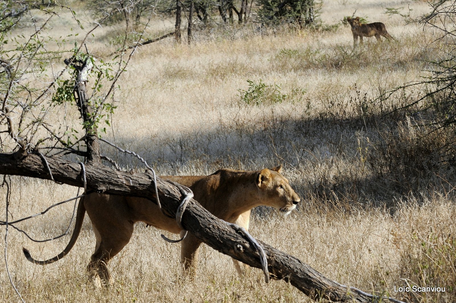 Lion (47)