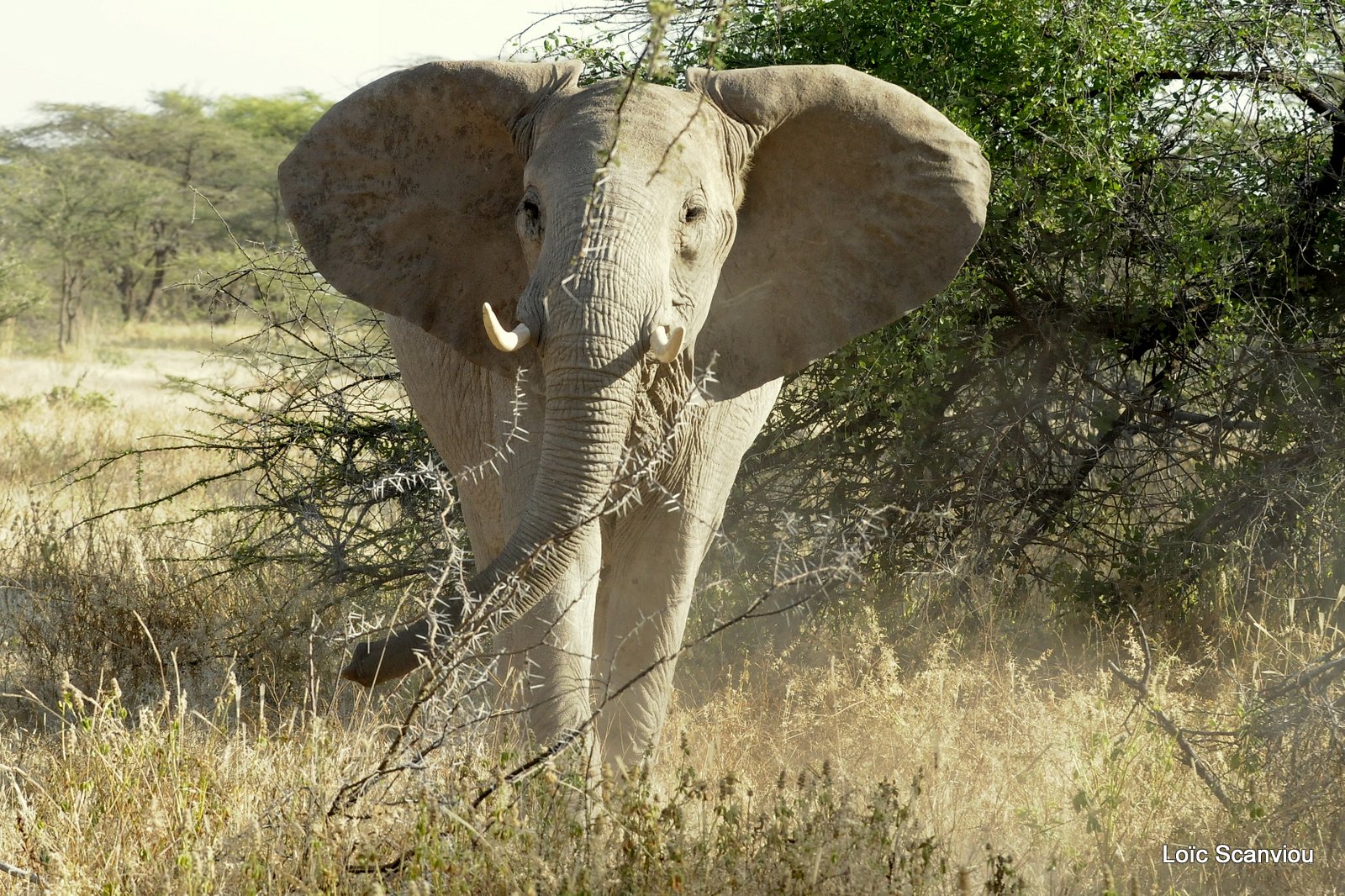 Eléphant (23)