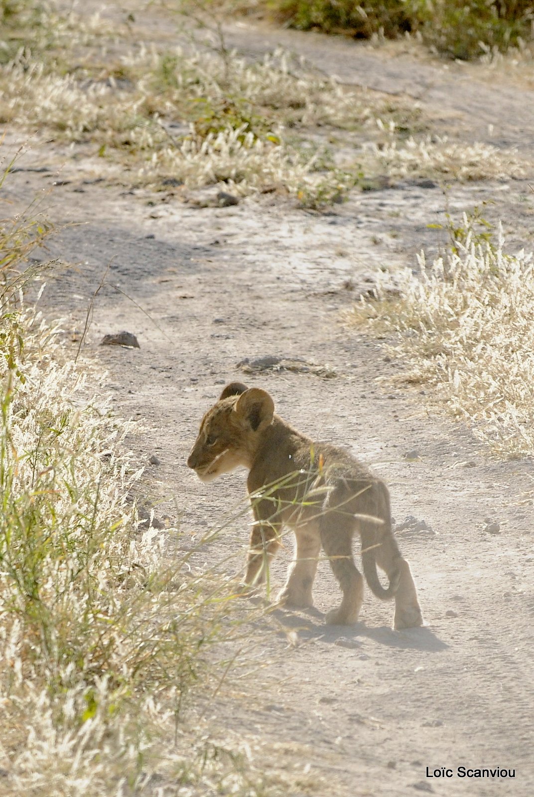 Lion (40)