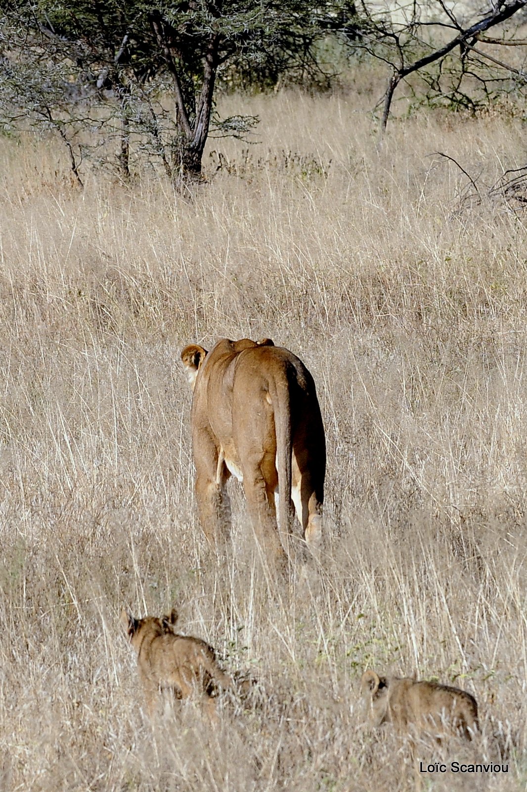 Lion (41)