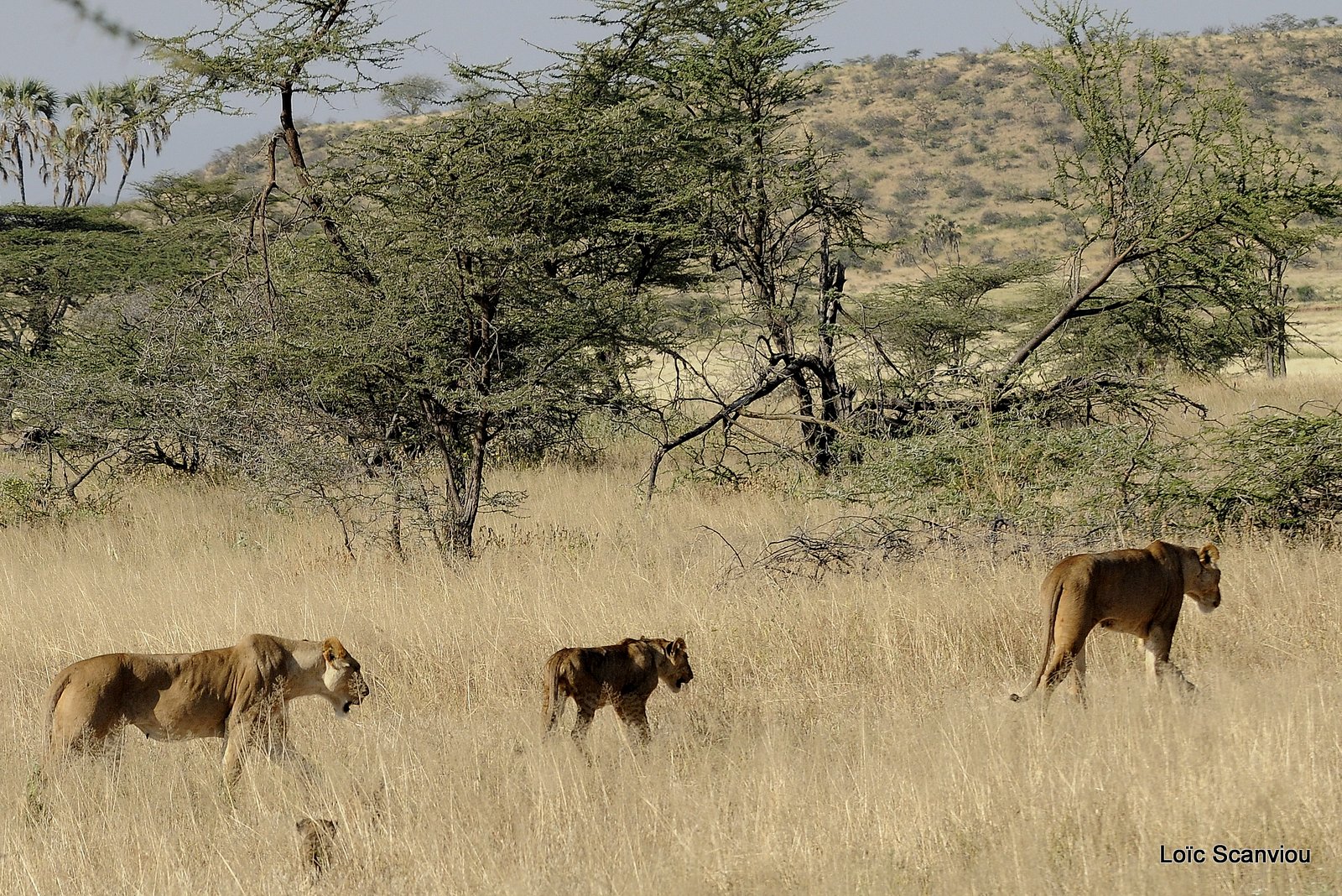 Lion (42)