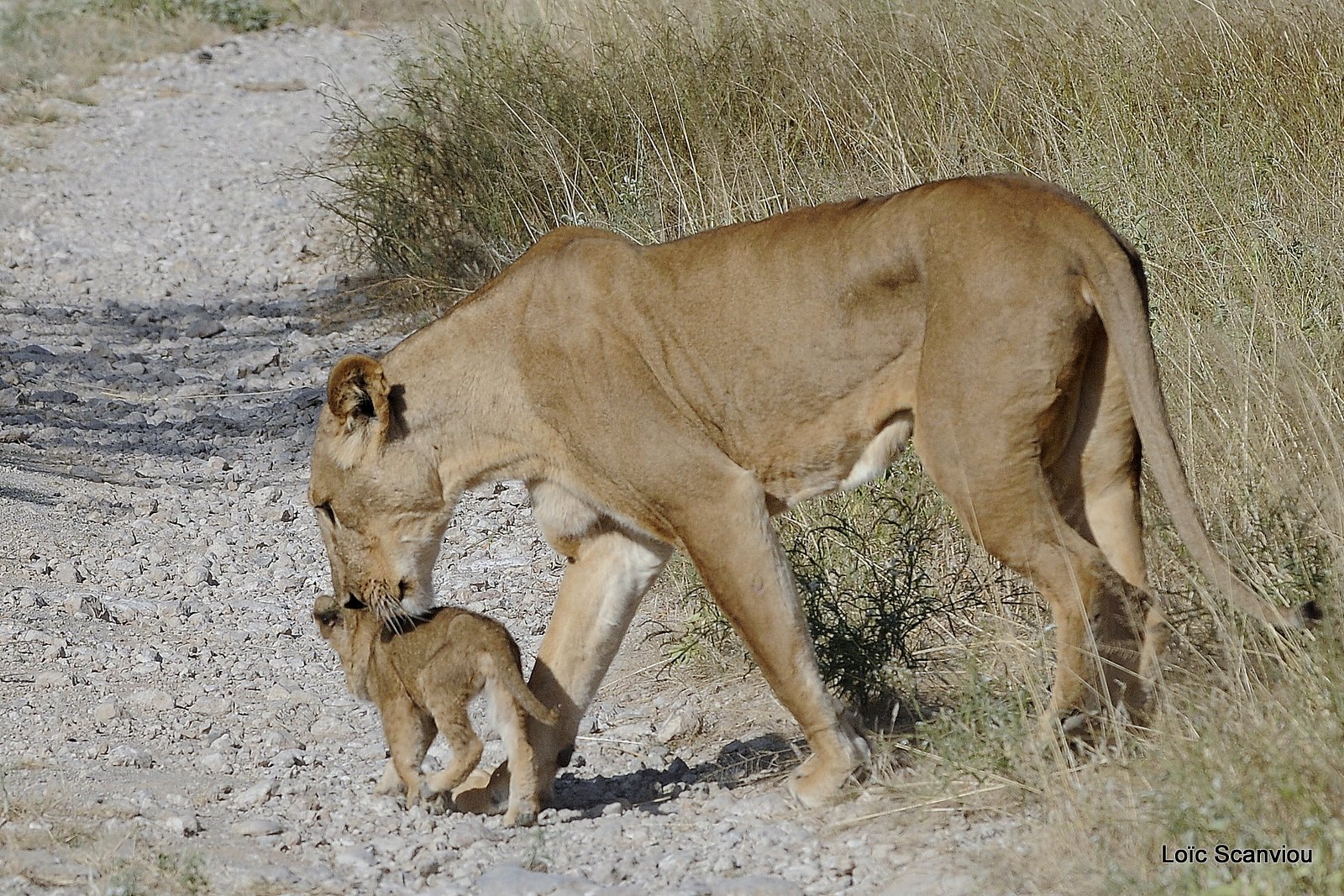 Lion (43)