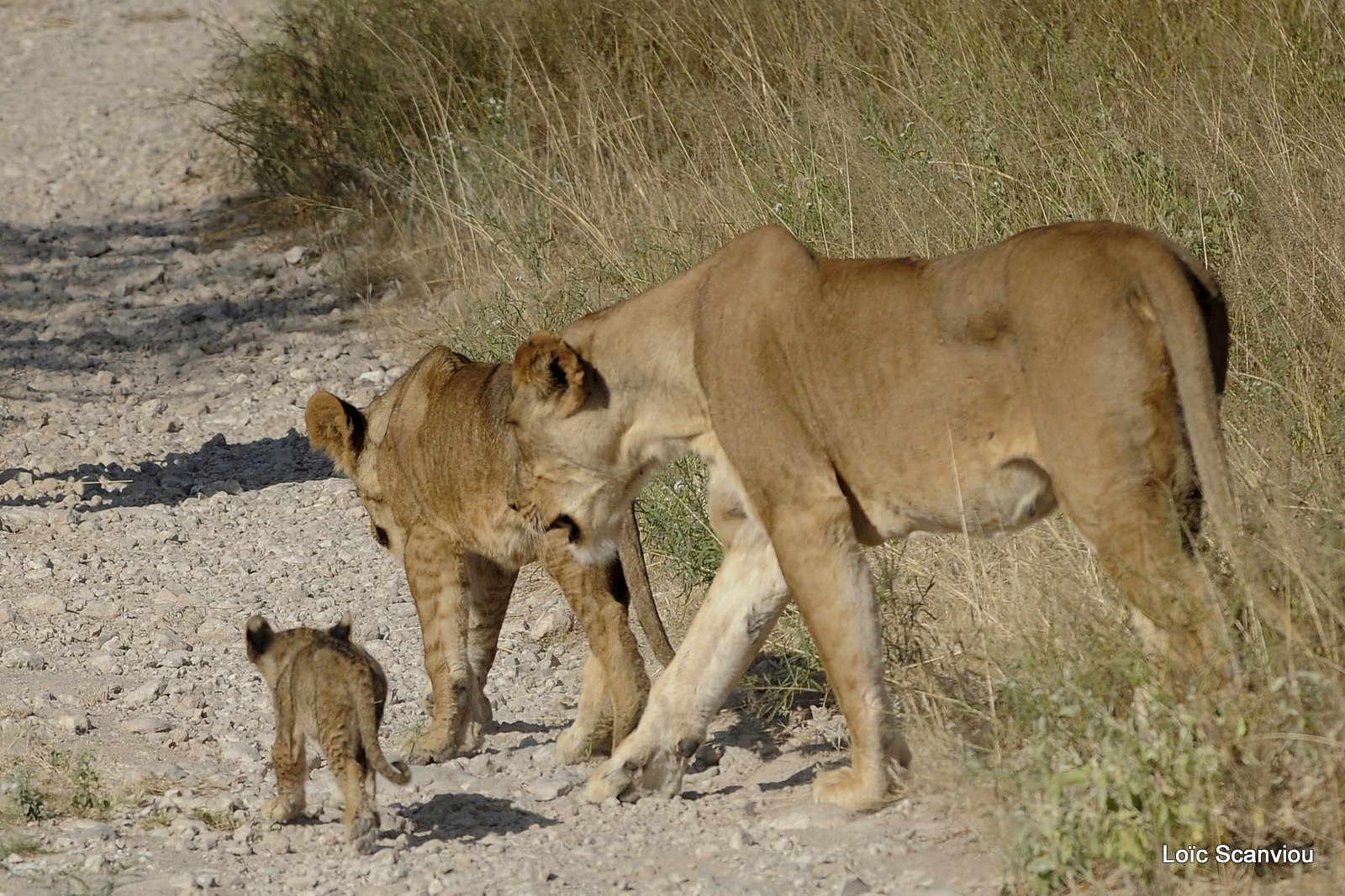 Lion (44)