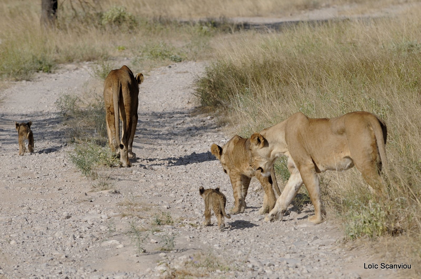 Lion (45)
