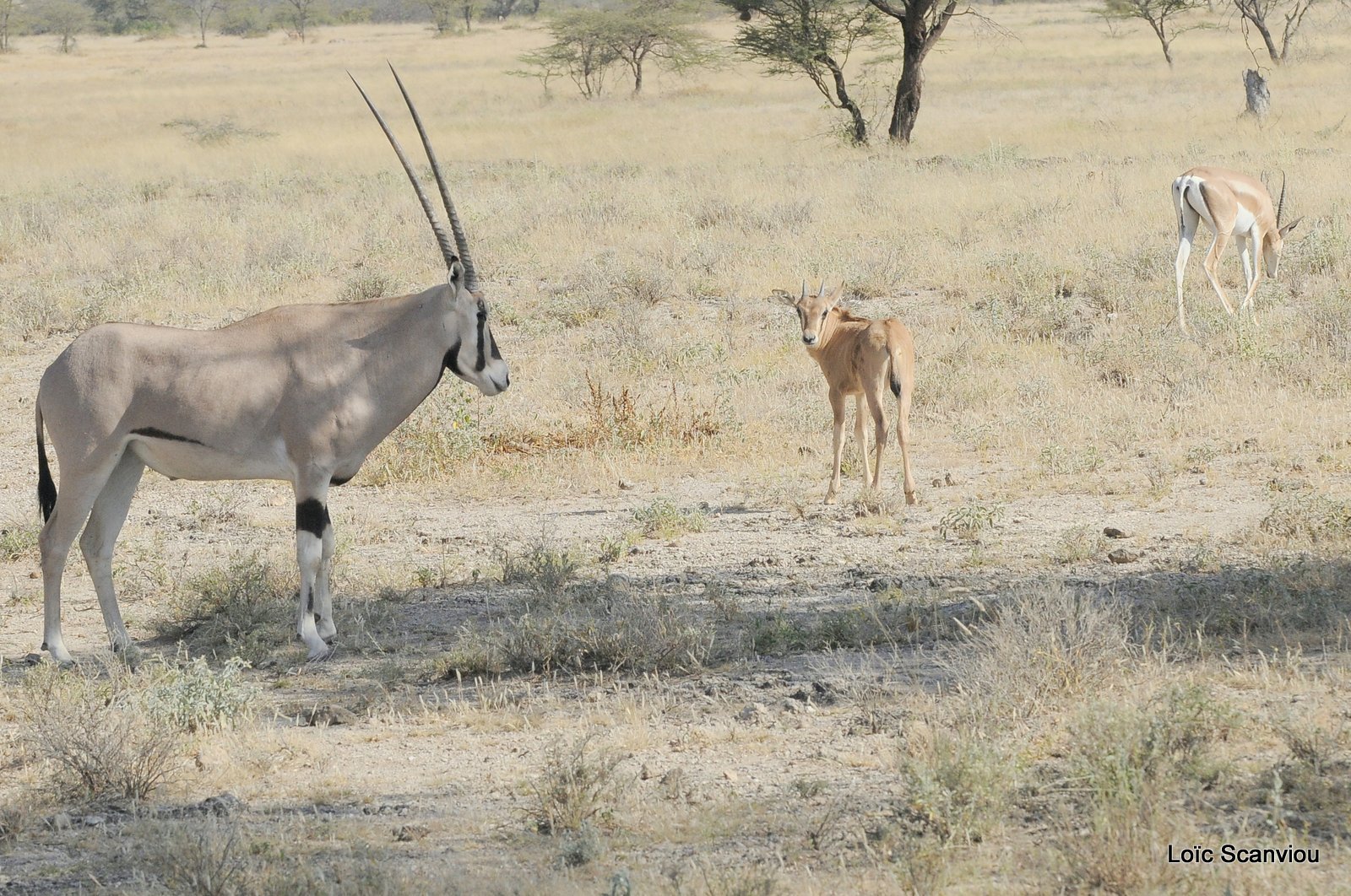 Oryx beïsa/Beisa Oryx (10)
