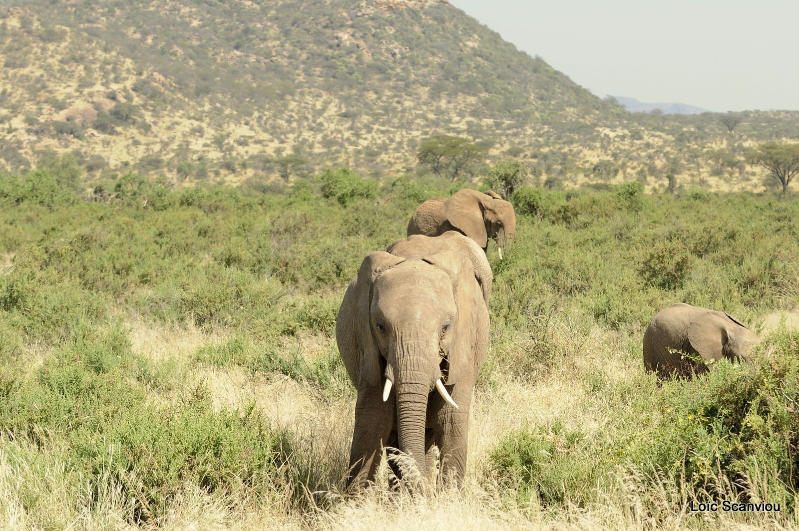 Eléphant (24)