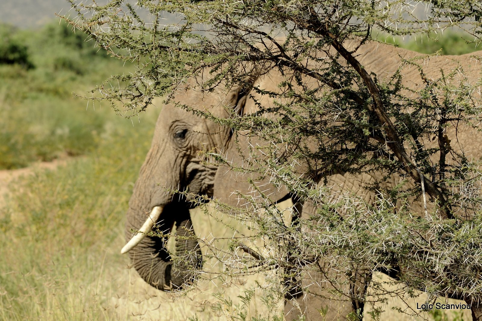 Eléphant (25)