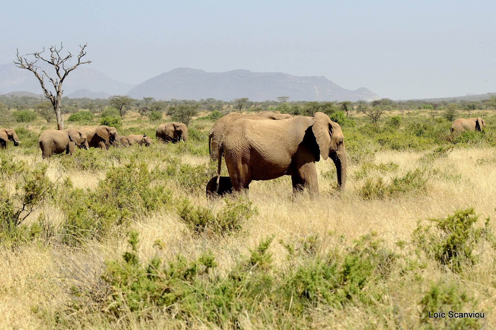Eléphant (26)