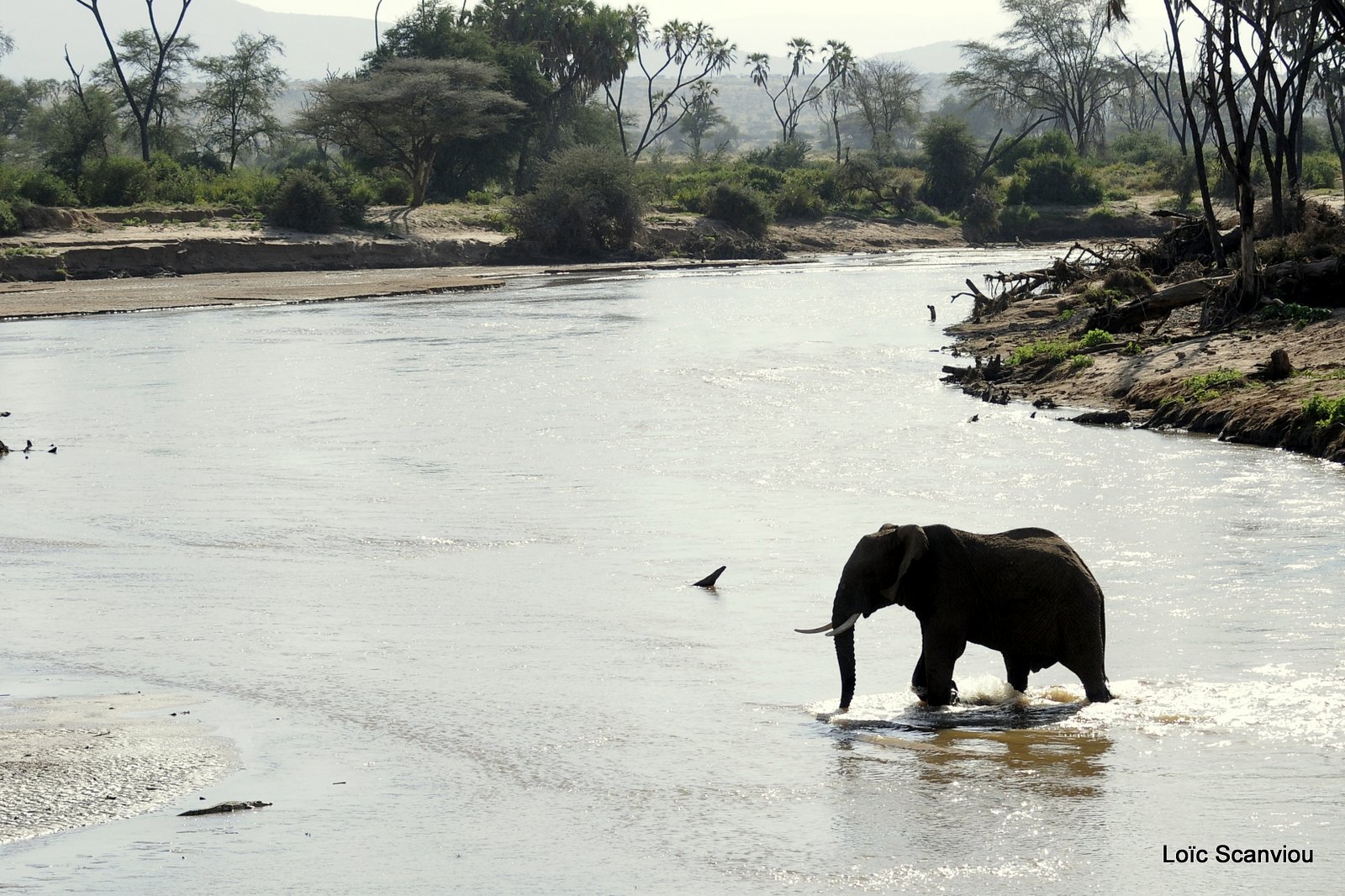 Eléphant (27)