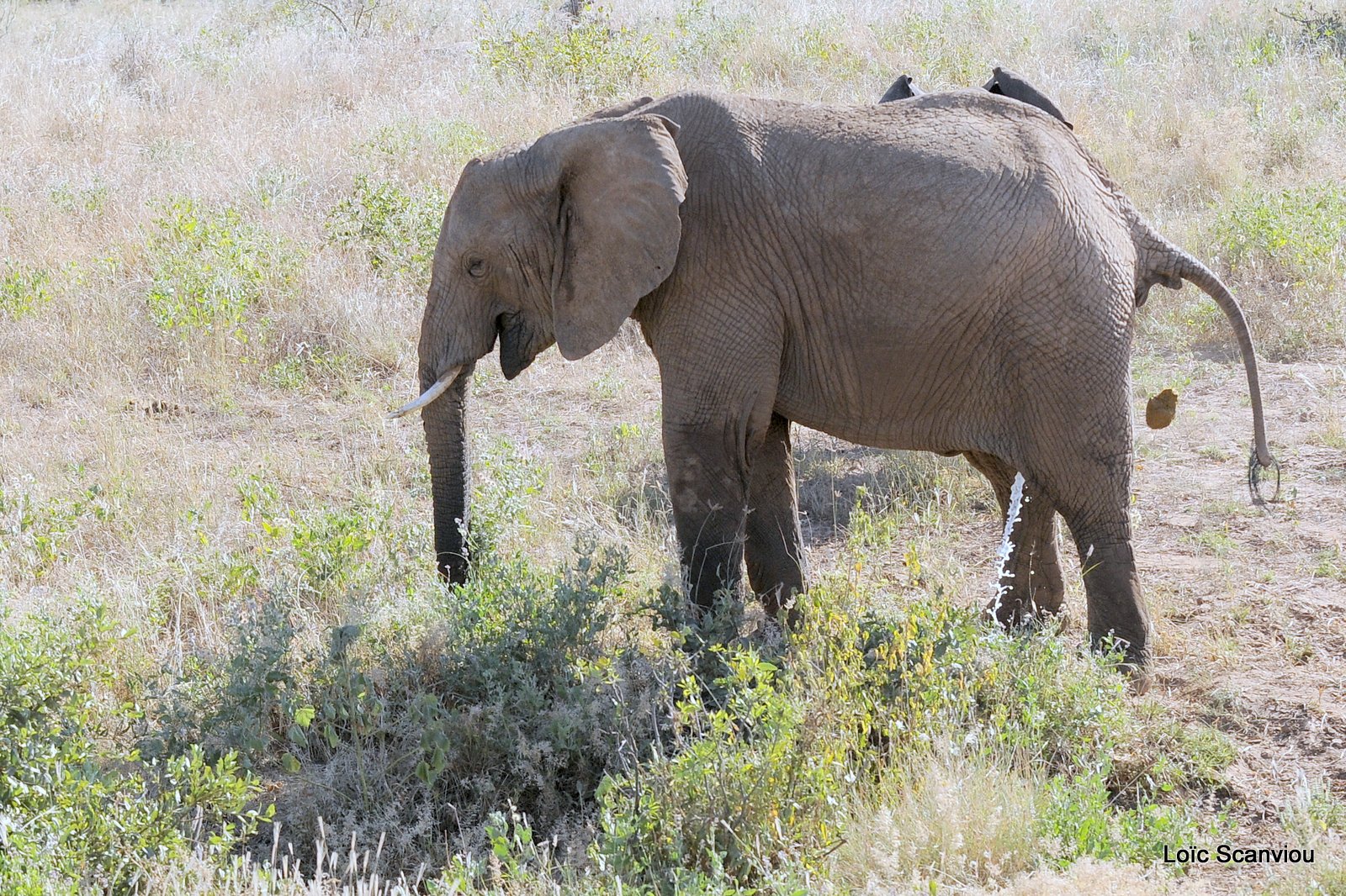 Eléphant (29)