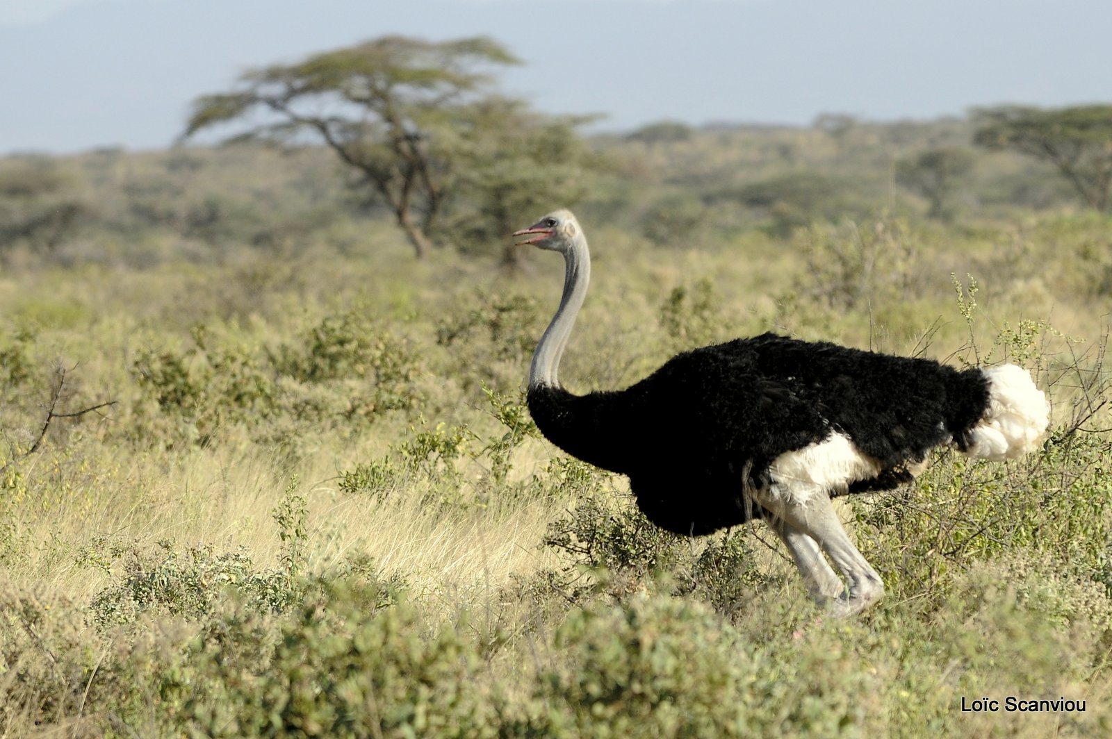 Autruche de Somalie/Somali Ostrich (2)