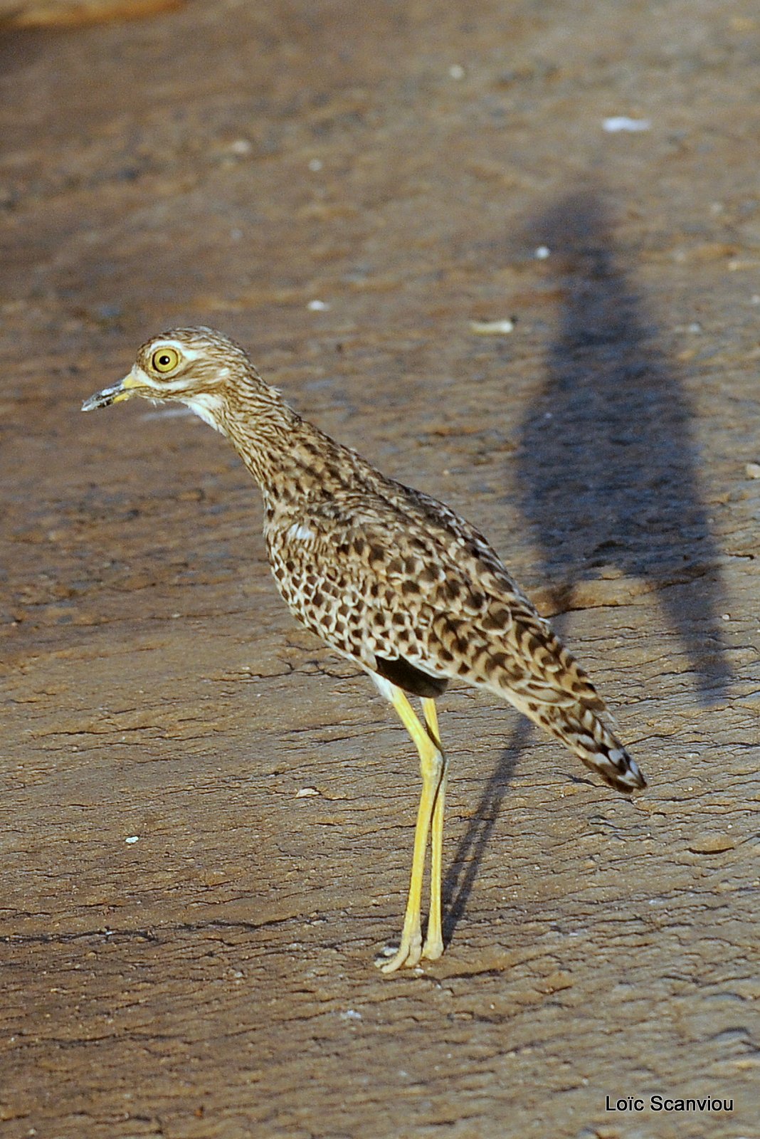 Œdicnème tachard/Spotted Thick-knee (1)