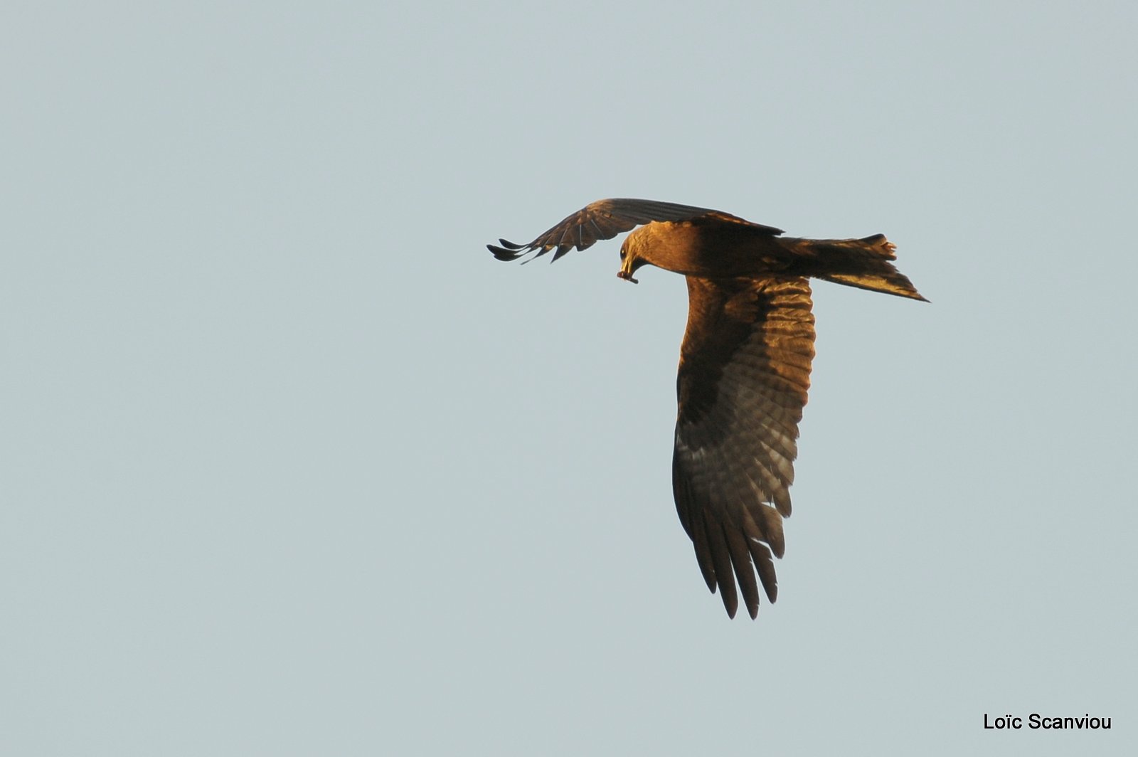 Milan noir/Black Kite (2)